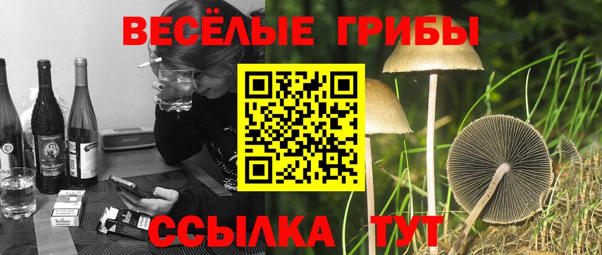 Галлюциногенные грибы Psilocybine cubensis  Галлюциногенные грибы MAGIC MUSHROOMS  Вход с VPN  Анжеро-Судженск 